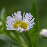 Мелколепестник после дождя... :: Надежда Куркина 
