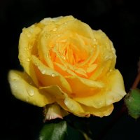 *** :: Надежда Куркина 