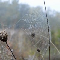 Бабье лето промчалось на всех парусах.... :: Надежда Куркина 