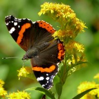 Из сегодняшней съёмки 4 :: Александр Прокудин