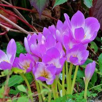 Осенние крокусы (безвременник) :: Светлана 