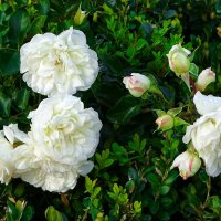Белые розы в сентябре! :: Милешкин Владимир Алексеевич Белые розы в сентябре! :: Милешкин Владимир Алексеевич