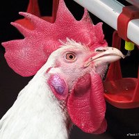 петух ученый :: Олег Лукьянов
