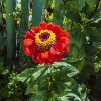 Циния :: Валентин Семчишин