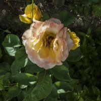 Глория Дэй :: Валентин Семчишин Глория Дэй :: Валентин Семчишин