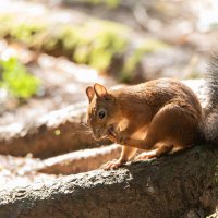 Белочка. :: Виктор Евстратов