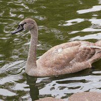 Молодой лебедь :: Лина 