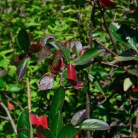 Осенний этюд. :: Владимир Мигонькин