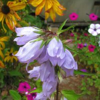 Нежная красота :: Людмила Смородинская Нежная красота :: Людмила Смородинская