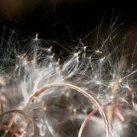 К полёту готовы... :: Галина Ильясова