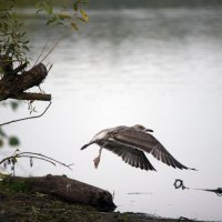 Чайка. :: Владимир Безбородов