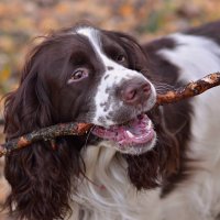 Про диагонали в зубах и в кадре :: Ирина С