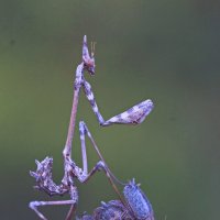 Эмпуза :: Николай Волков Эмпуза :: Николай Волков