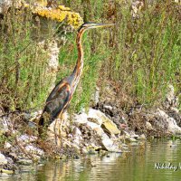 Рыжая цапля :: Николай Волков Рыжая цапля :: Николай Волков