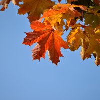 *** :: Владислав Левашов