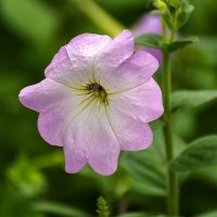 Петуния :: Игорь Сикорский