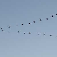 Застёжка. :: Alexey_Ph5624 