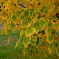 Краски осени. :: Alexey_Ph5624 