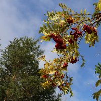 Тонкая рябина :: Ольга 