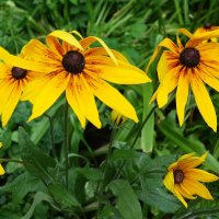 Рудбекия :: Рита Симонова