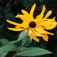 Рудбекия :: Рита Симонова