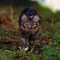 Кассандра :: Светлана