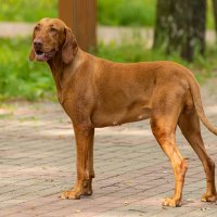 Красавица венгерская выжла. :: Андрей Андрианов