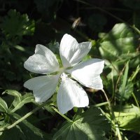 Мускусная мальва :: Freddy 97