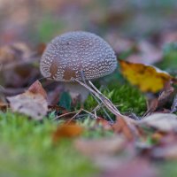 Мухомор :: Владимир Кириченко  wlad113