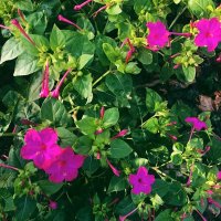 Мирабились :: Светлана Мишенёва