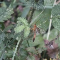 Комар-наездник :: Зоя Мишина