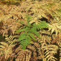 Палитра осени :: Зоя Мишина