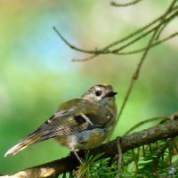 желтоголовый королёк :: gawrilа - dan желтоголовый королёк :: gawrilа - dan