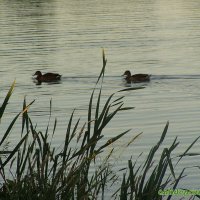 Утиная прогулка.. :: vadim 