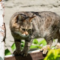 Взгляд :: Владимир Иванович