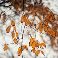 Золоченные брызги померкшей осени. :: Анатолий Щербак