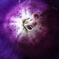 ПЕСТИК ИЛИ ТЫЧИНКА :: СЕРГЕЙ ФИЛОЧКИН