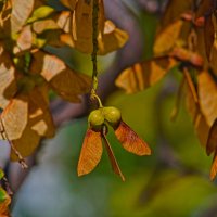 Клён ясенелистный :: Giant Tao /