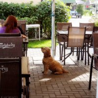 Дайте что-нибудь покушать - и кормите хорошо! :: Maria Rainer