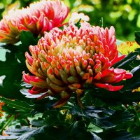 ХРИЗАНТЕМЫ (5) :: Елена Куприянова 