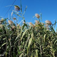 В ростовском экопарке Первая миля :: Нина Бутко В ростовском экопарке Первая миля :: Нина Бутко