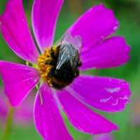 Городские цветы. Шмель... (2) :: Игорь Тельцов