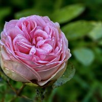 Утром в парке :: Oleg S 