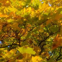 Золото осени. :: Михаил Колосов 