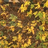 Золотые "монетки" осени :: Татьяна Юрасова