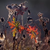 Царицыно утром 22 сентября :: Михаил Бибичков Царицыно утром 22 сентября :: Михаил Бибичков