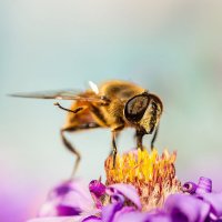 Муха :: Alex Bush