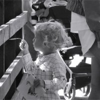 гуси, гуси, га-га-га... :: sv.kaschuk 