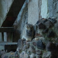 Манул Тимофей :: Andrew 