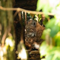 Рысь отдыхает :: Andrew 